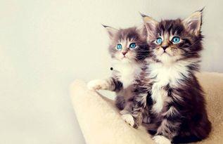 娱乐吃瓜酱营业的猫,揭秘吃瓜酱营业的猫界风云