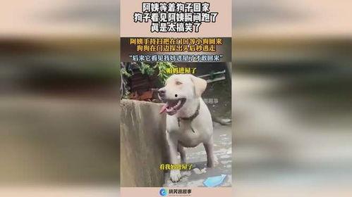 娱乐吃瓜酱阿姨卖小狗,阿姨无奈出售小狗，泪洒街头盼寻好主人”