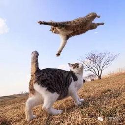 娱乐吃瓜猫捉鸟小说,猫捉鸟背后的娱乐圈风云