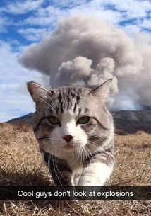 娱乐吃瓜猫捉鸟小说,猫捉鸟背后的娱乐圈风云